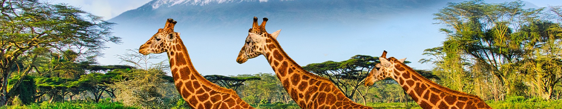 Masai Mara, Naivasha y Amboseli con playa de Diani