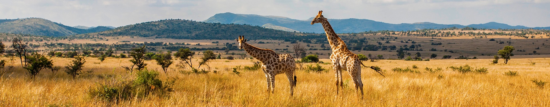 Johannesburgo, Kruger, Pilanesberg y Ciudad del Cabo