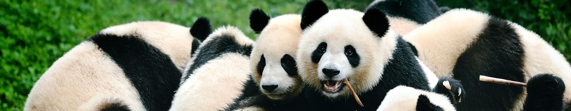 FAST PACK China Legendaria y osos panda (desde Barcelona)