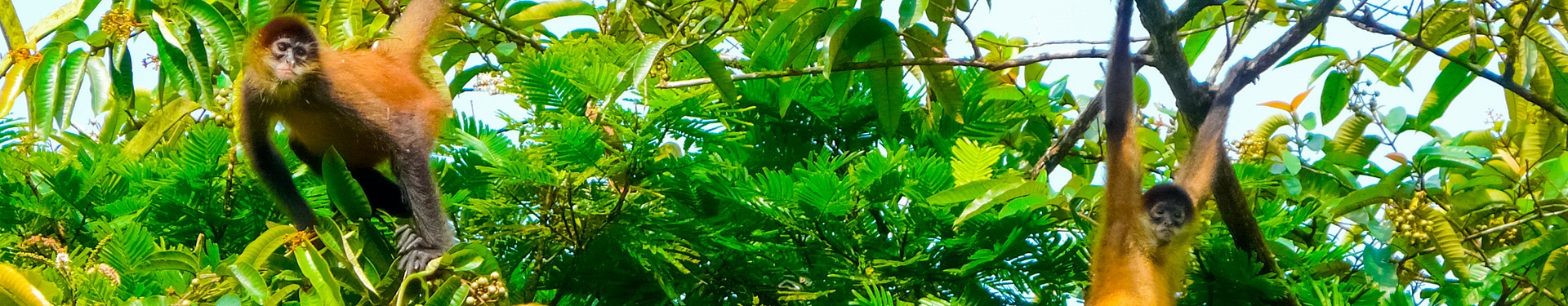 Costa Rica, disfruta de sus paisajes tropicales