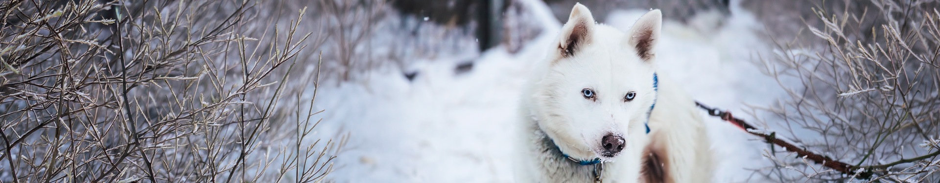 Viaja en diciembre a Ruka: Rukan Salonki