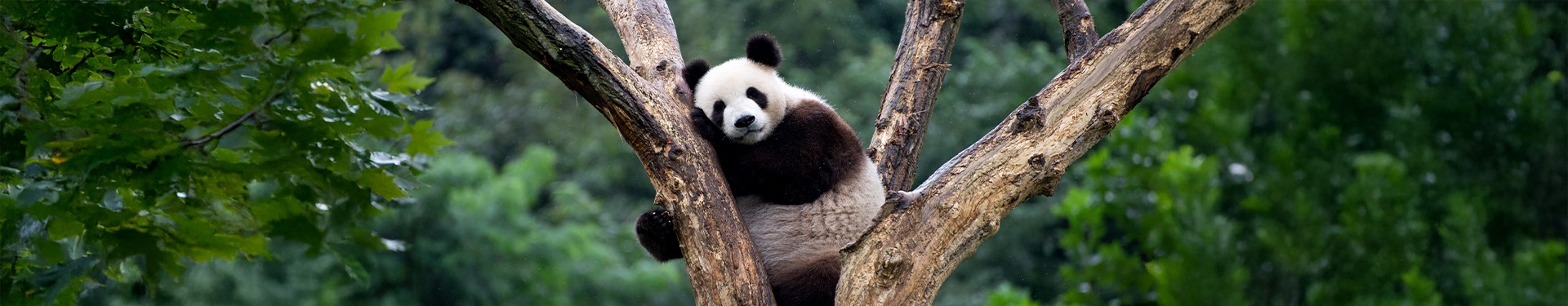 De Pekín a Shanghái con Osos Panda y Chongqing