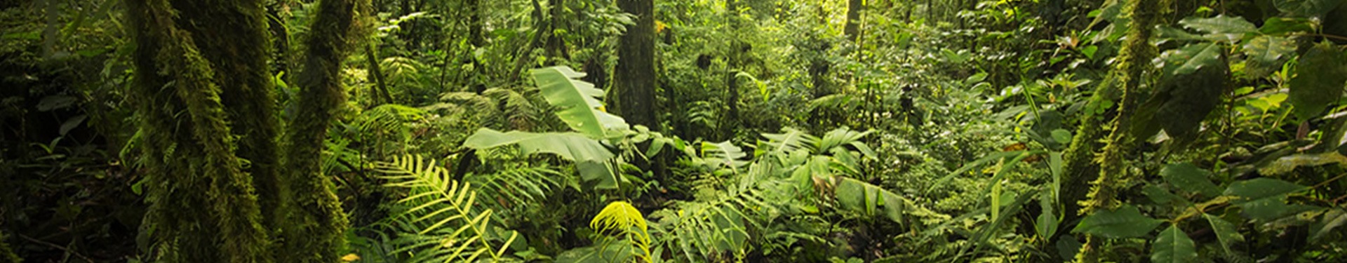 Tortuguero, Caribe, Arenal, Monteverde y Guanacaste