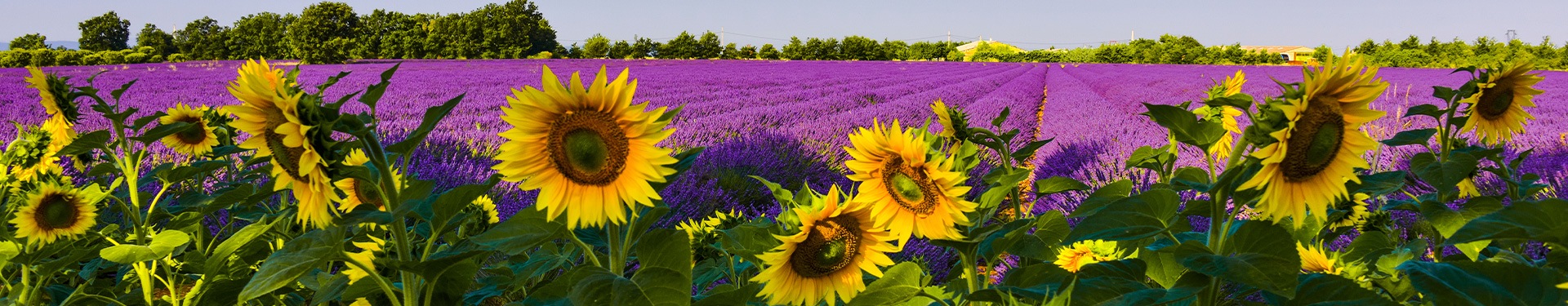 Ruta entre Girasoles y Lavanda