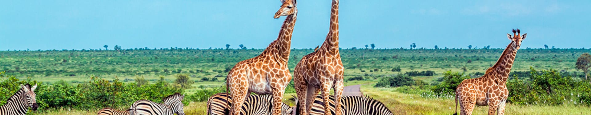 Johannesburgo, Kruger, Ciudad del Cabo y Cataratas Victoria