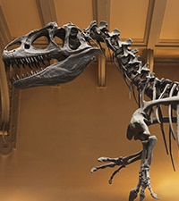 Museo de Historia Natural de Londres