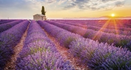 LAVANDA EN FLOR I PROVENÇA FRANCESA