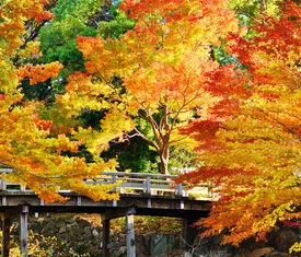 Ofertas de cruceros en a Nagoya (Japón)