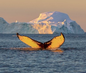Ofertas de cruceros en a Ilulissat (Groenlandia)