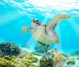 Ofertas de cruceros en Islas Galápagos