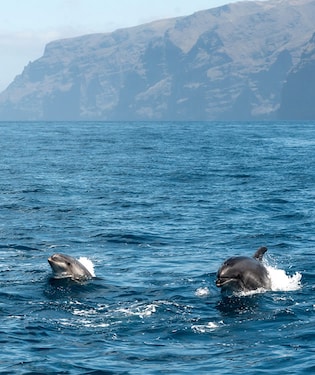 La increíble experiencia de avistar cetáceos