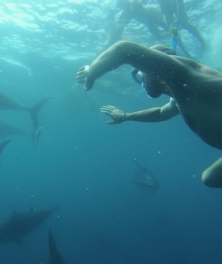 Nadar con atunes, una experiencia única - Tuna tour