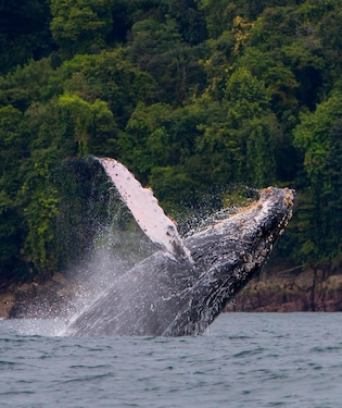 Las gigantes ballenas jorobadas