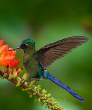 Biodiversidad y fauna