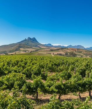 Winelands o zona de viñedos