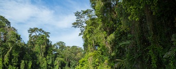 Tortuguero