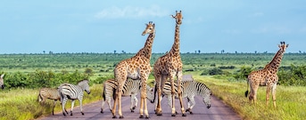 Parque Nacional Kruger