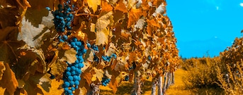 Mendoza