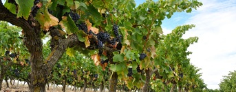 La Rioja