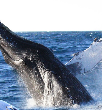 Puerto Madryn (Argentina)
