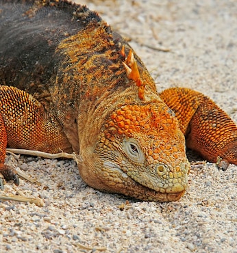 Cerro Dragón (Santa Cruz, Galápagos)