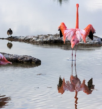Punta Cormorant (Floreana, Islas Galápagos)