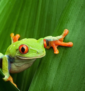 Puntarenas (Costa Rica)