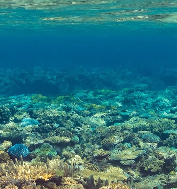 Inyeug (Mystery Island, Vanatu)