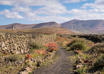 Oliva