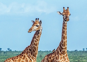 Parque Nacional Kruger