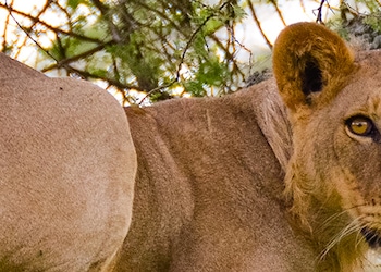 Parque Nacional de Tarangire