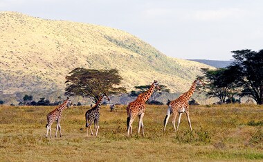 Safari en Kenia y Maldivas