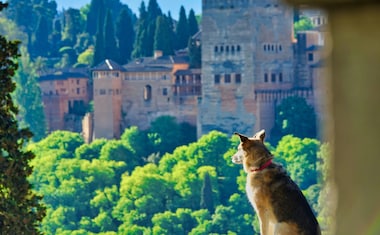 Visita Andalucía con tu mascota