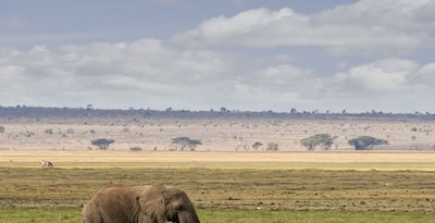 Safari en Kenia y Mombasa