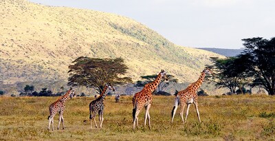 Safari en Kenia y Maldivas