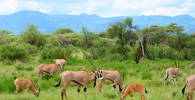 De Tarangire a Masai Mara