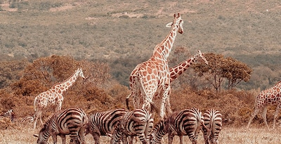 De Tarangire a Masai Mara con Aberdare