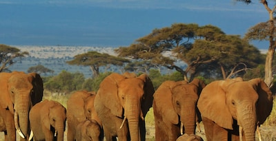 Masai Mara, Naivasha y Amboseli con Seychelles