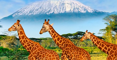 Arusha, Kilimanjaro, Tarangire, Serengeti, Ngorongoro y Lago Eyasi con Zanzíbar