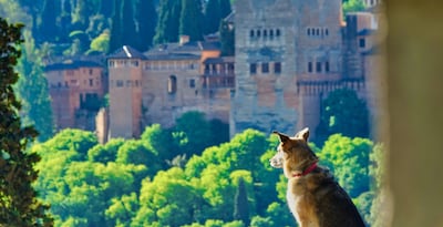 Visita Andalucía con tu mascota