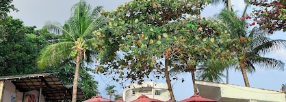 Matcha Samui Resort