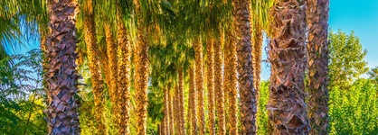 Gardenia Beach Hotel - All Inclusive