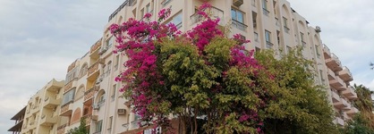 Golden Rose Hotel