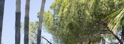 Acanthus Cennet Barut Collection