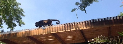 Hotel Tamarindo Village