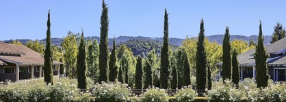 Rosewood Sand Hill