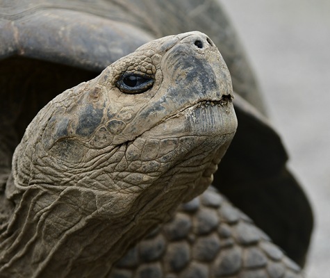 Tortuga