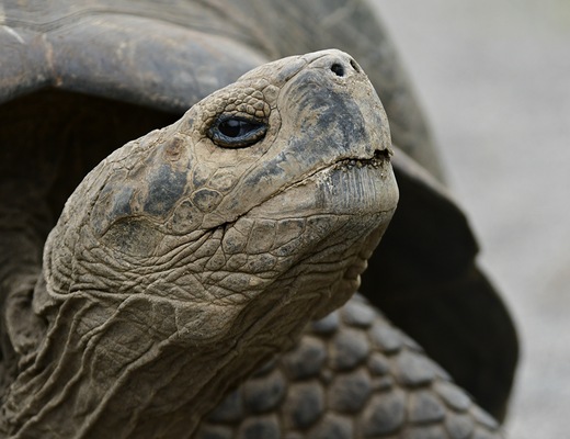 Tortuga