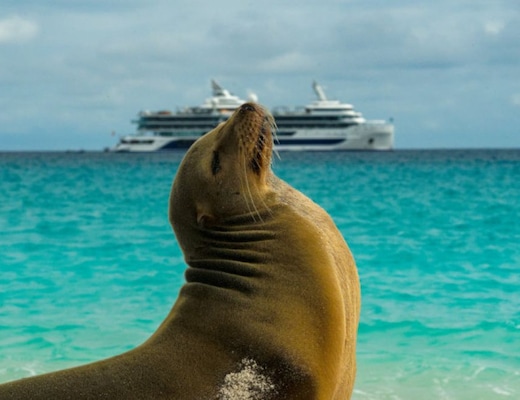 Galapagos Sea Lion