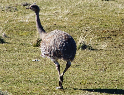 Kawesar_Ñandú